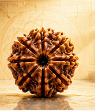 Authentic collector grade natural Mukhi Rudraksha bead with distinct deep grooves from Guide Guru.